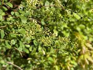 Asian meadowsweet(Spiraea trilobata)