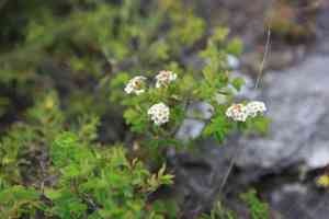 Asian meadowsweet(Spiraea trilobata)