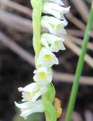 Texas lady's tresses(Spiranthes brevilabris)