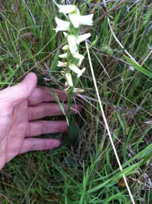 Nodding lady's tresses(Spiranthes cernua)