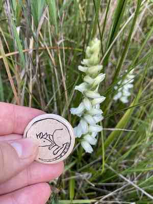 Nodding lady's tresses(Spiranthes cernua)