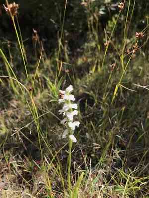 Nodding lady's tresses(Spiranthes cernua)