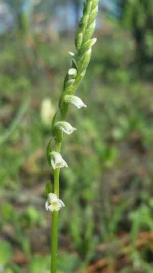 Northern slender lady's tresses(Spiranthes lacera)