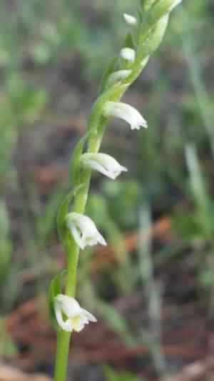 Northern slender lady's tresses(Spiranthes lacera)