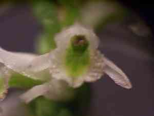 Northern slender lady's tresses(Spiranthes lacera)