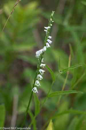 Northern slender lady's tresses(Spiranthes lacera)
