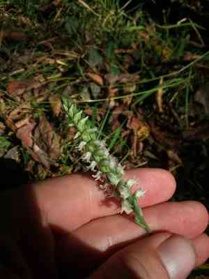 October lady's tresses(Spiranthes ovalis)