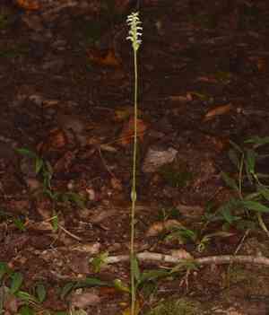 October lady's tresses(Spiranthes ovalis)
