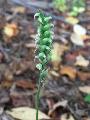 October lady's tresses(Spiranthes ovalis)