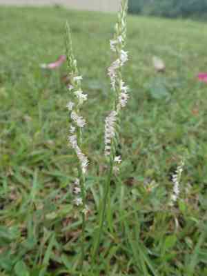 Chinese spiranthes(Spiranthes sinensis)