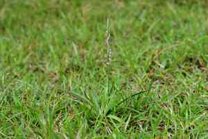 Chinese spiranthes(Spiranthes sinensis)