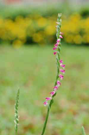 Chinese spiranthes(Spiranthes sinensis)