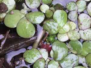Giant duckweed(Spirodela polyrhiza)