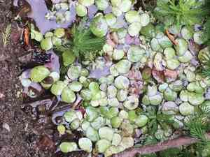 Giant duckweed(Spirodela polyrhiza)