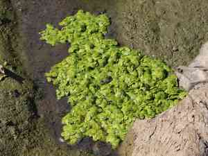 Giant duckweed(Spirodela polyrhiza)