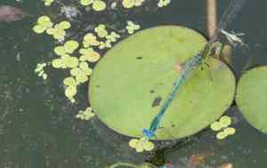 Giant duckweed(Spirodela polyrhiza)