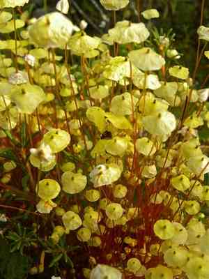 Yellow moosedung moss(Splachnum luteum)