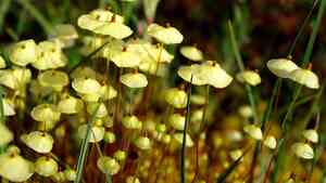 Yellow moosedung moss(Splachnum luteum)