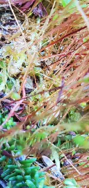 Yellow moosedung moss(Splachnum luteum)
