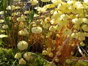 Yellow moosedung moss(Splachnum luteum)