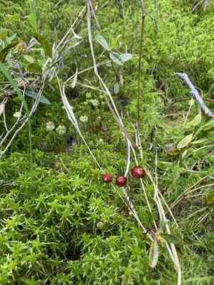 Brilliant red dung moss(Splachnum rubrum)