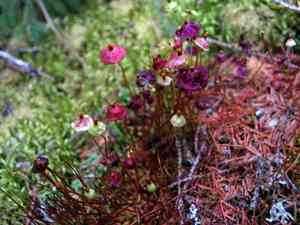 Brilliant red dung moss(Splachnum rubrum)