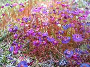 Brilliant red dung moss(Splachnum rubrum)