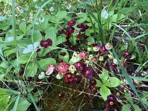 Brilliant red dung moss(Splachnum rubrum)
