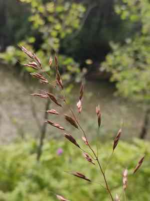 Frost grass(Spodiopogon sibiricus)