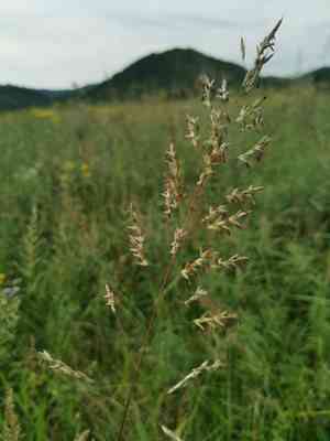 Frost grass(Spodiopogon sibiricus)