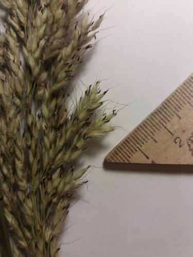 Frost grass