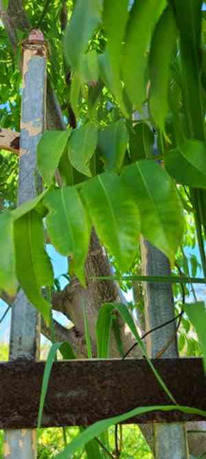 June plum(Spondias dulcis)