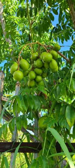 June plum(Spondias dulcis)