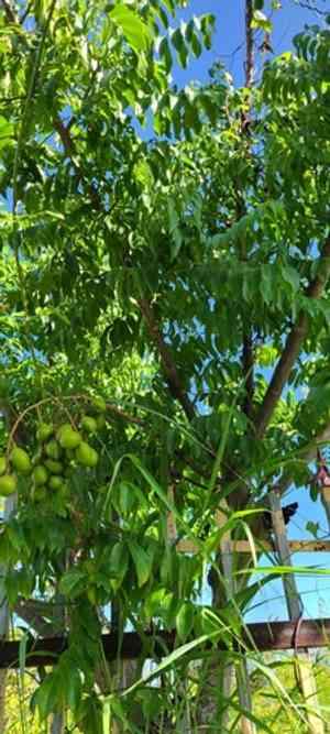 June plum(Spondias dulcis)