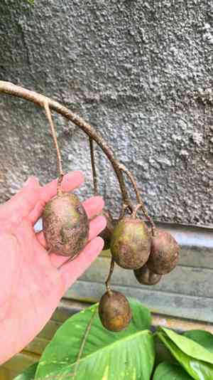 June plum(Spondias dulcis)