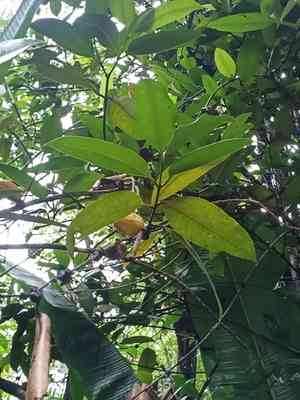 Yellow mombin(Spondias mombin)