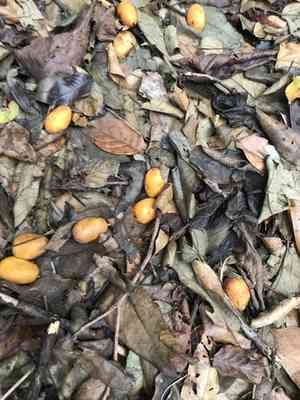 Yellow mombin(Spondias mombin)