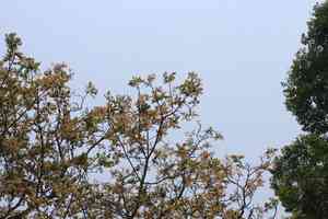 Indian hog plum(Spondias pinnata)