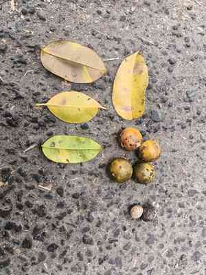 Indian hog plum(Spondias pinnata)