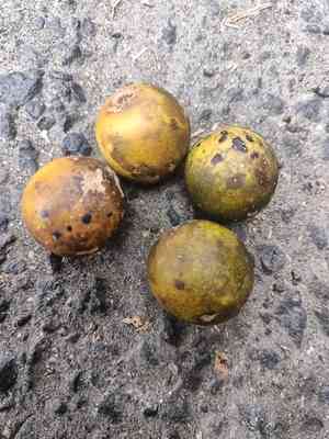 Indian hog plum(Spondias pinnata)