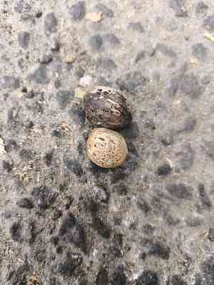 Indian hog plum(Spondias pinnata)