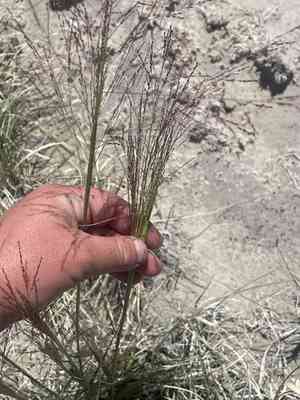 Alkali sacaton(Sporobolus airoides)