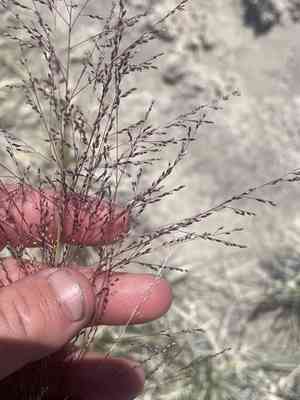 Alkali sacaton(Sporobolus airoides)