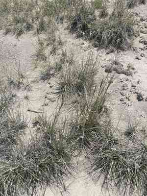 Alkali sacaton(Sporobolus airoides)