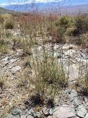 Alkali sacaton(Sporobolus airoides)