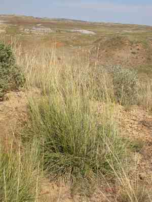 Alkali sacaton(Sporobolus airoides)