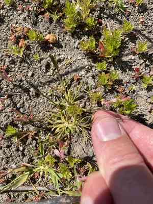 Foxtail prickle grass(Sporobolus alopecuroides)