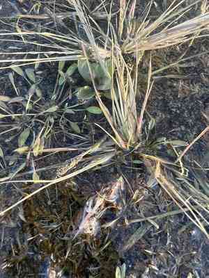 Foxtail prickle grass(Sporobolus alopecuroides)