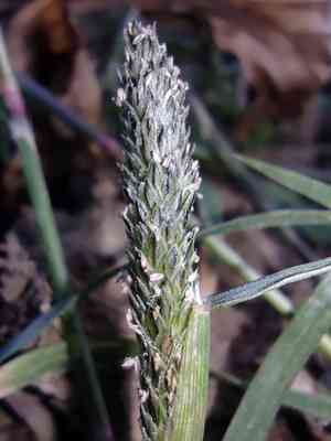 Foxtail prickle grass(Sporobolus alopecuroides)