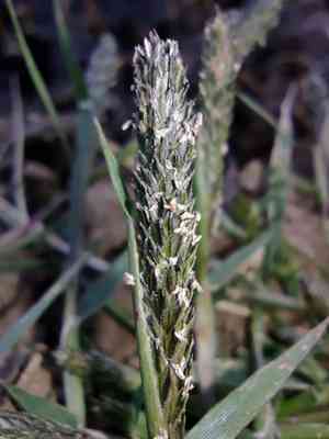 Foxtail prickle grass(Sporobolus alopecuroides)